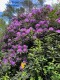 Thumbs/tn_A-halfing rhodo4.jpg